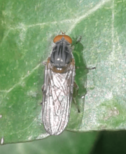 Syrphidae : maschio di Brachyopa sp.?  S, cfr....